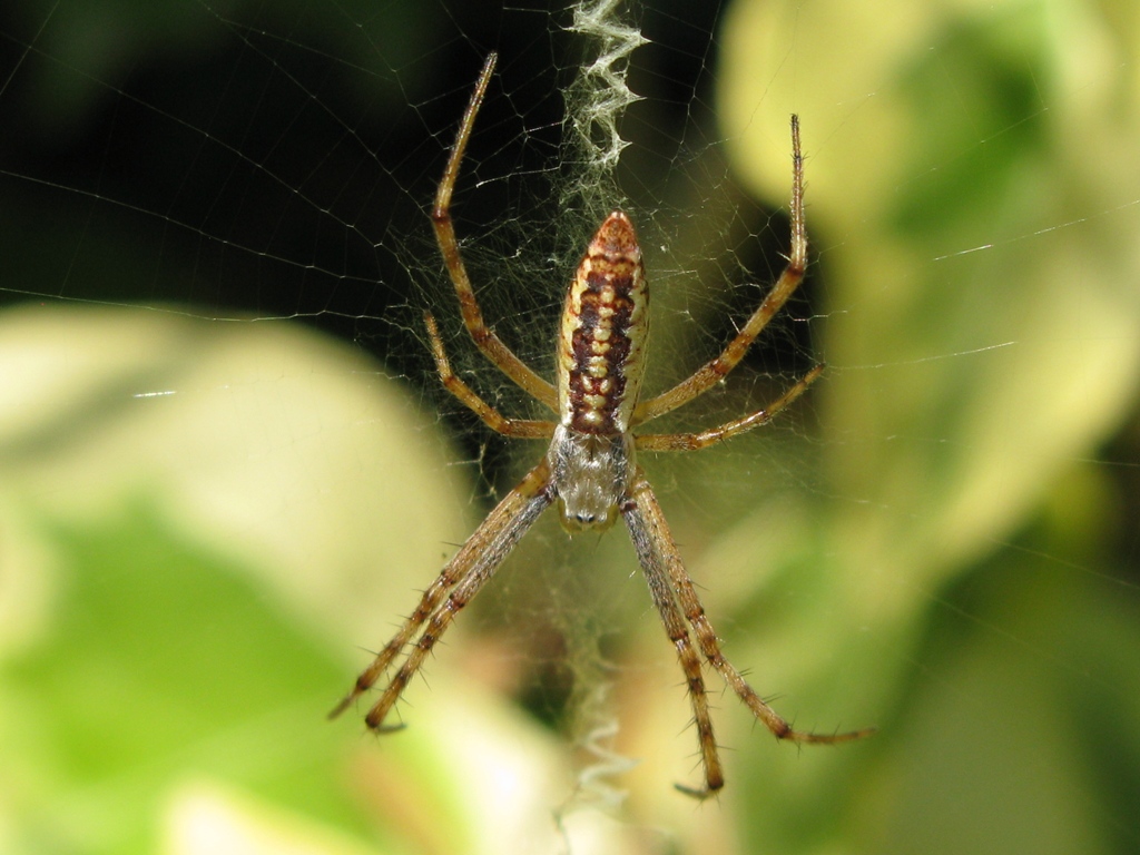 Argiope bruennichi